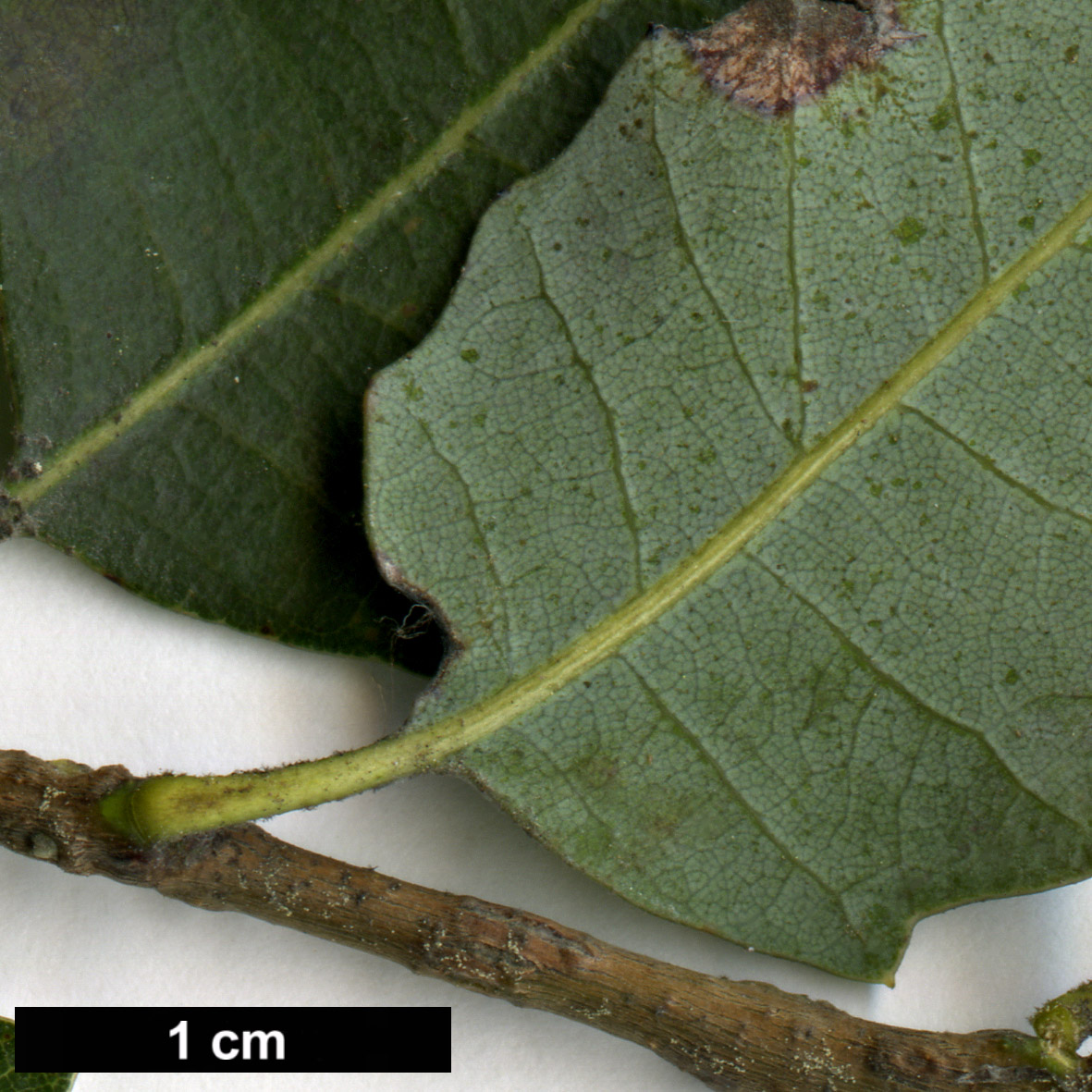 High resolution image: Family: Fagaceae - Genus: Quercus - Taxon: chrysolepis × Q.vacciniifolia High resolution image: Family: Fagaceae - Genus: Quercus - Taxon: chrysolepis × Q.vacciniifolia